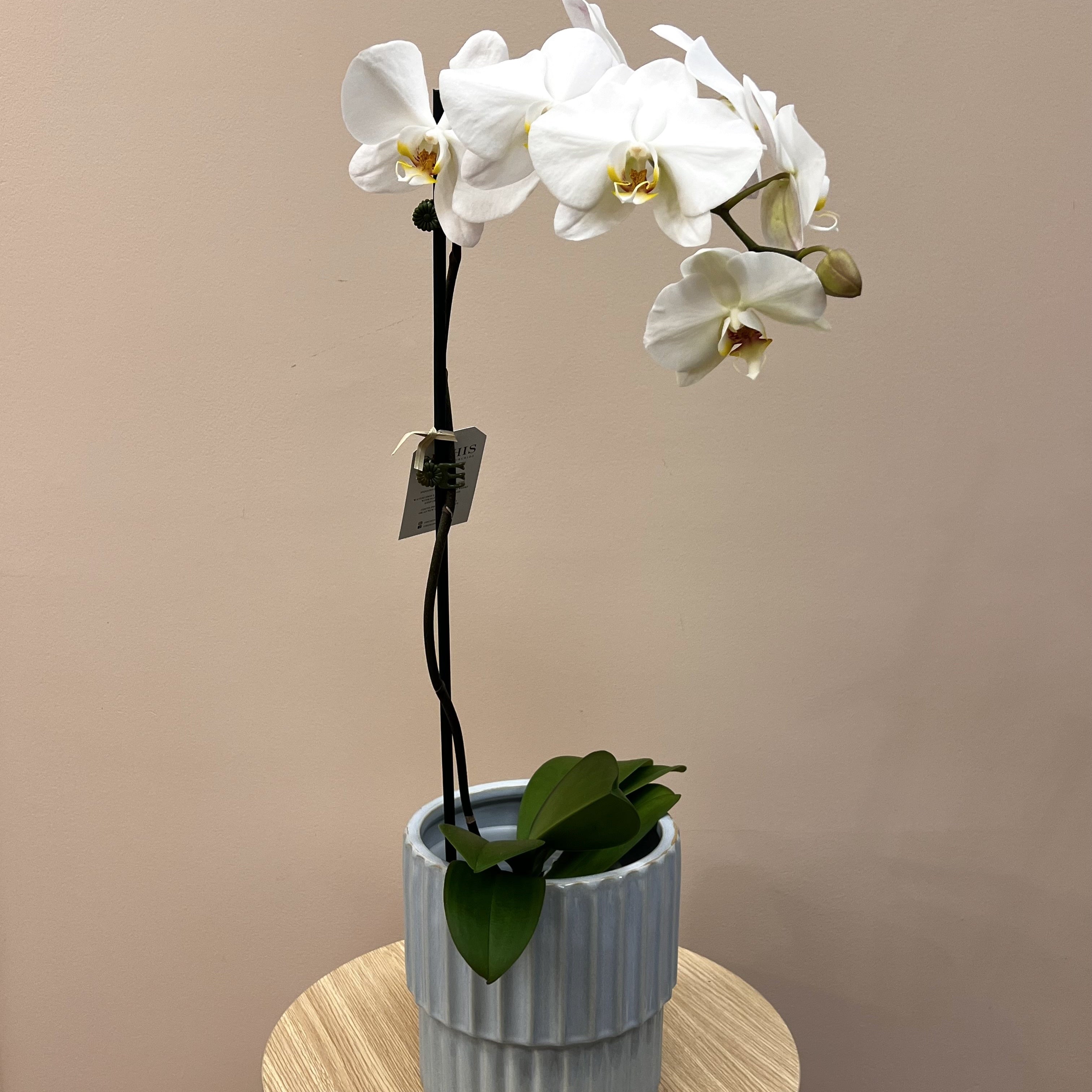 Potted Phalaenopsis