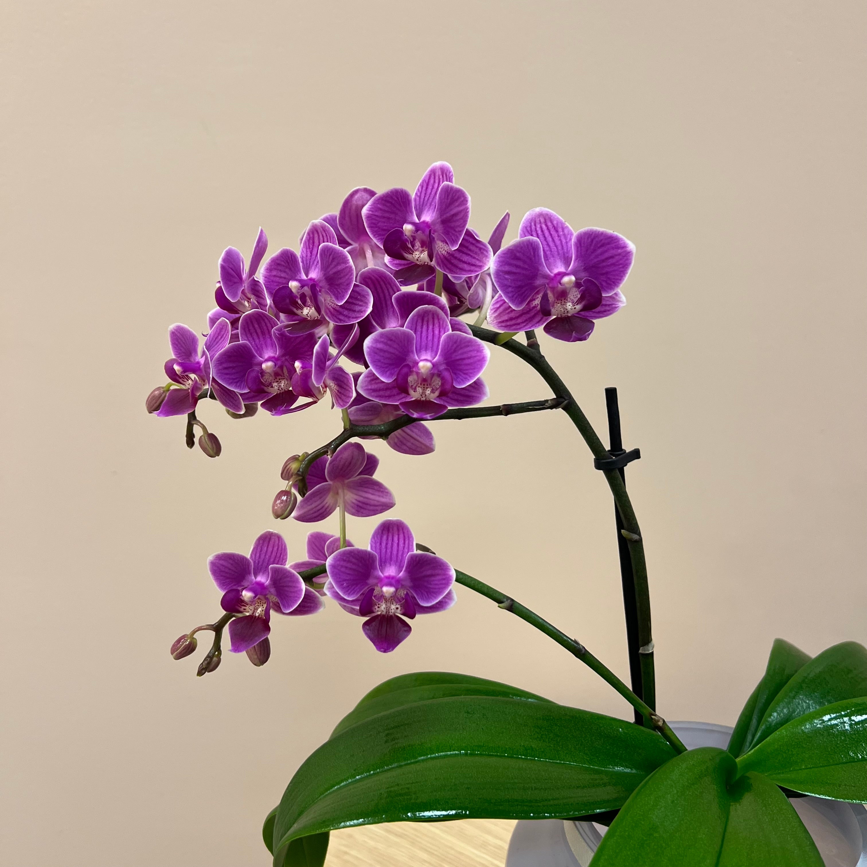 Mini Mauve Potted Orchids