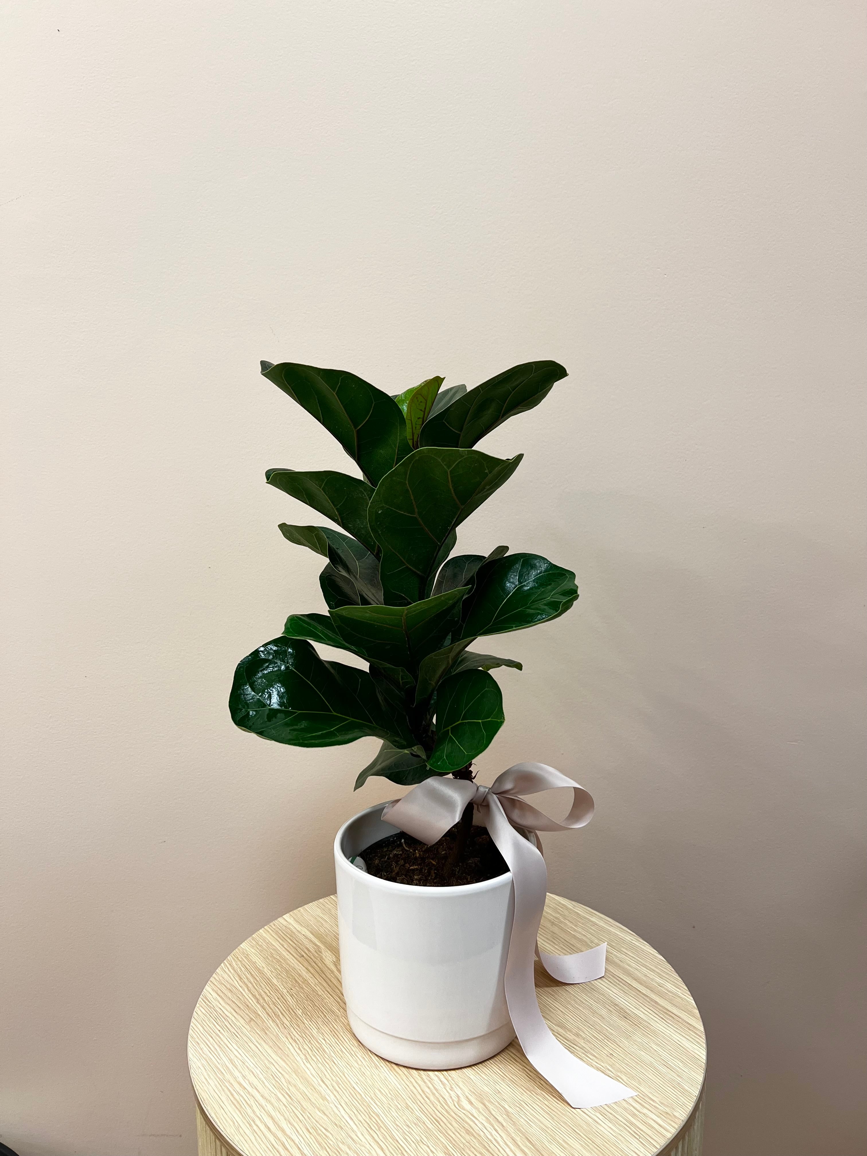 Ficus Bambino Plant