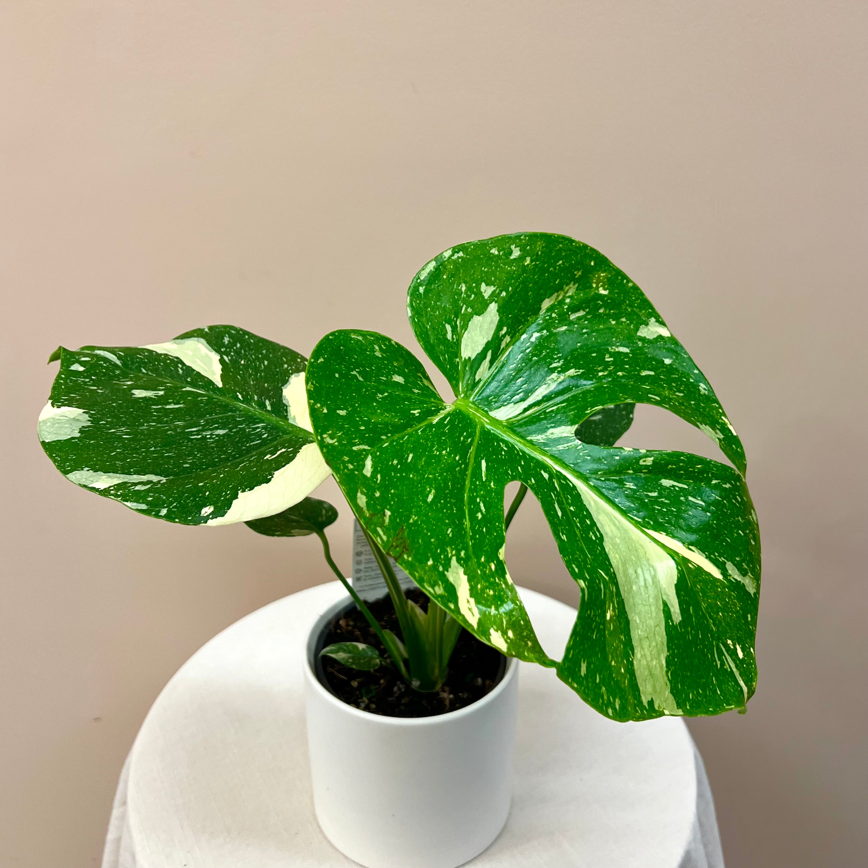 Monstera Thai Constellsation