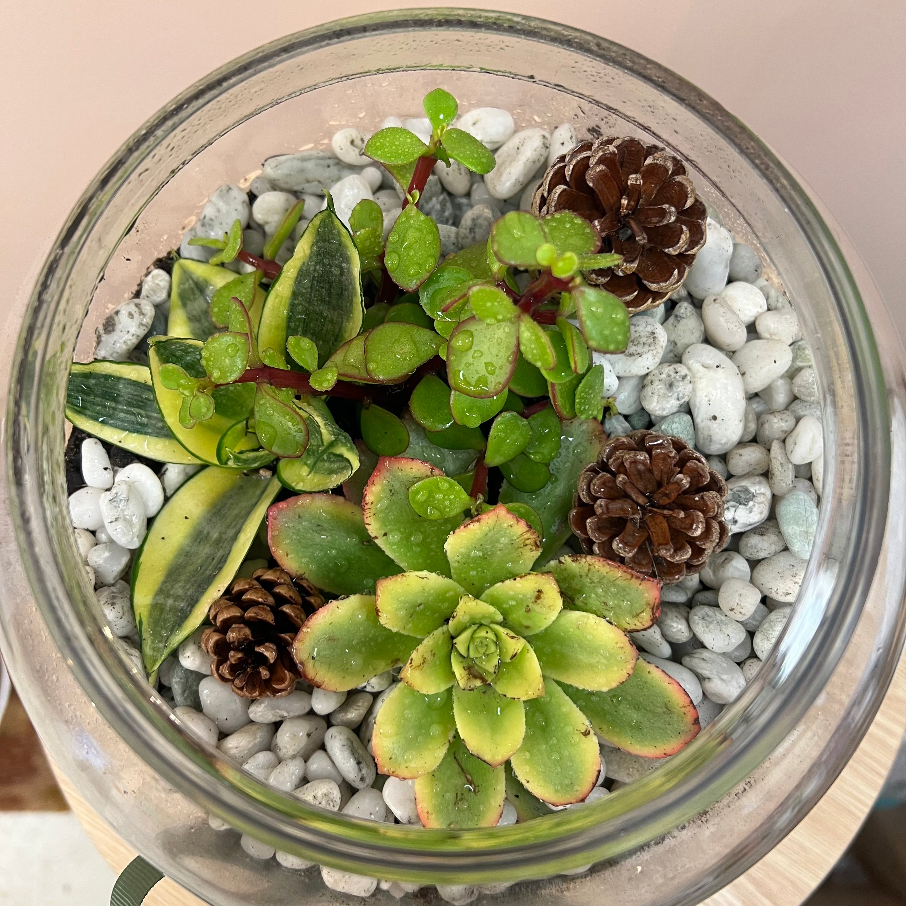 Terrarium