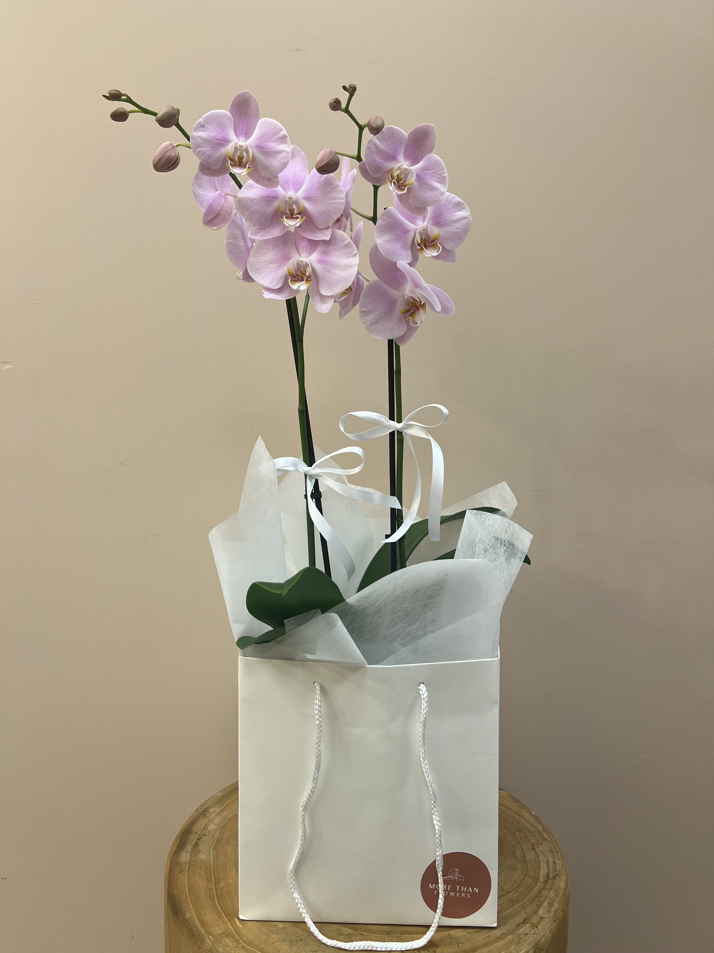Blush Orchid in Gift Bag