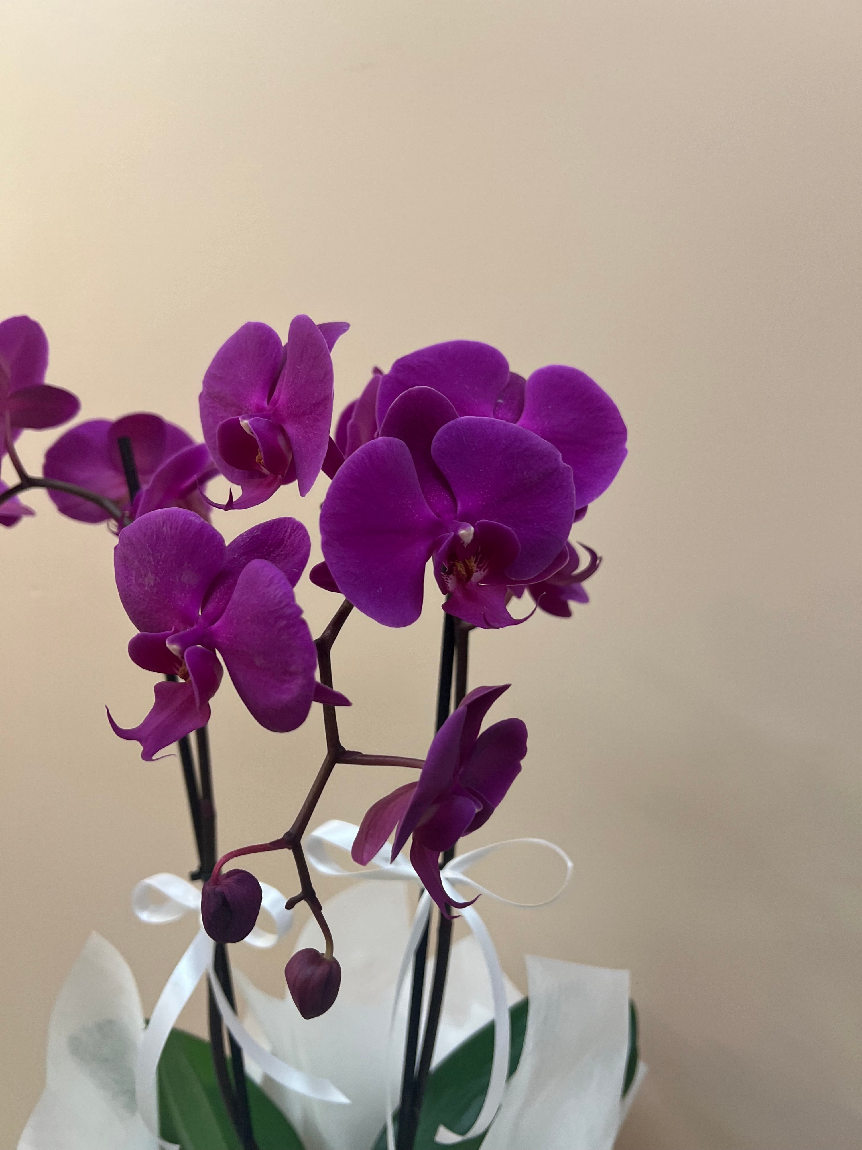 Purple Orchid in Gift Bag