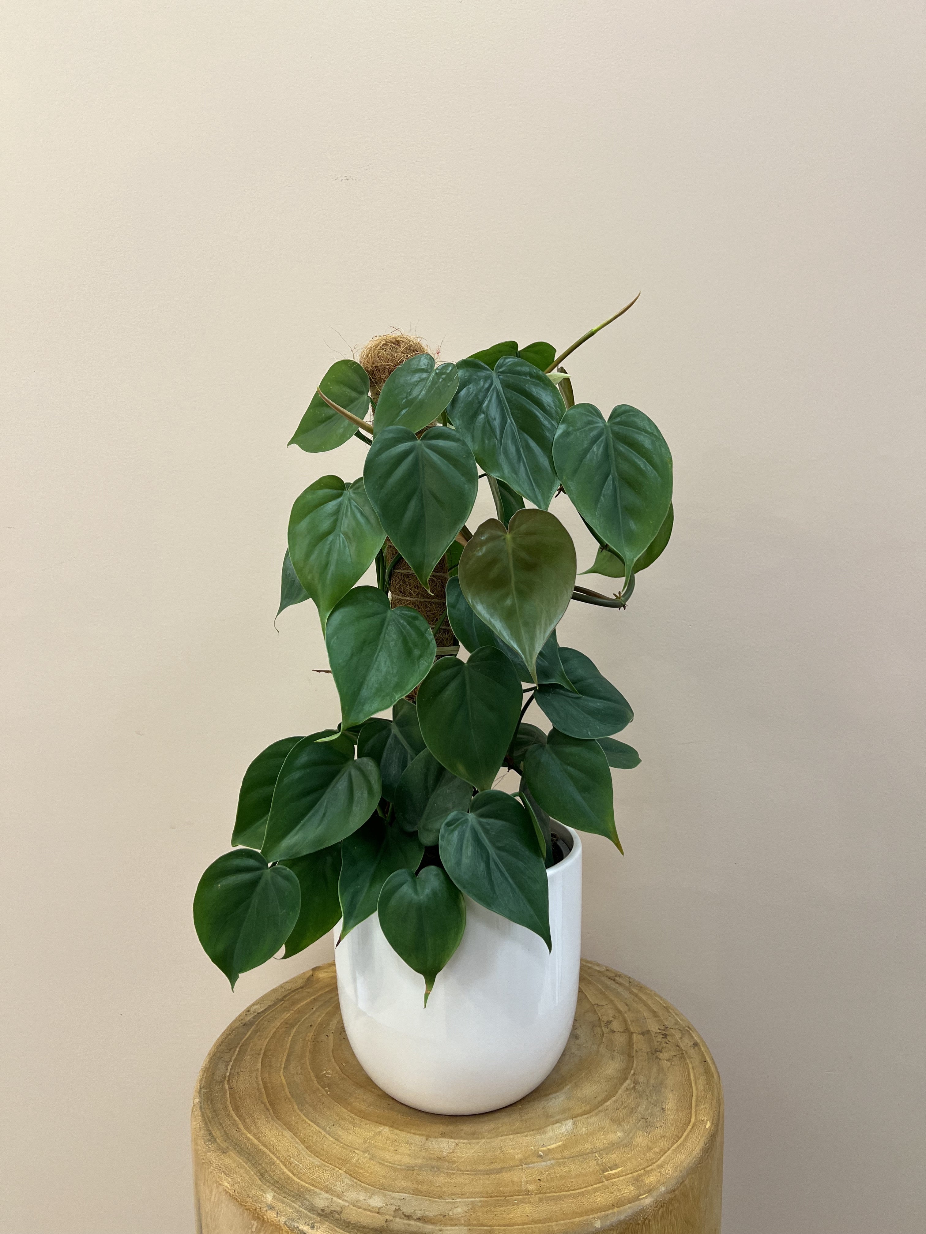 Philodendron Heartleaf Plant in Ceramic Pot