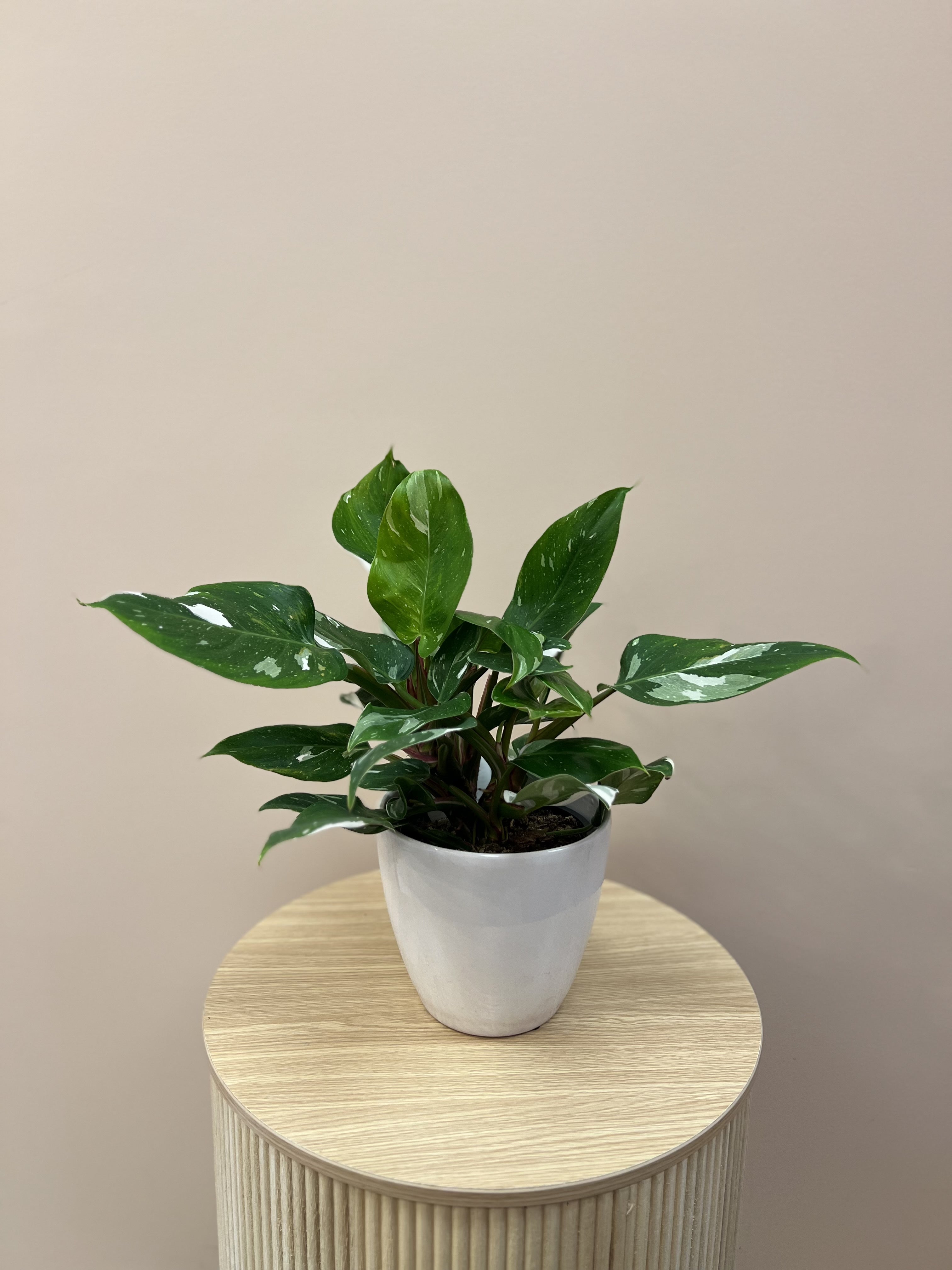Philodendron White Knight