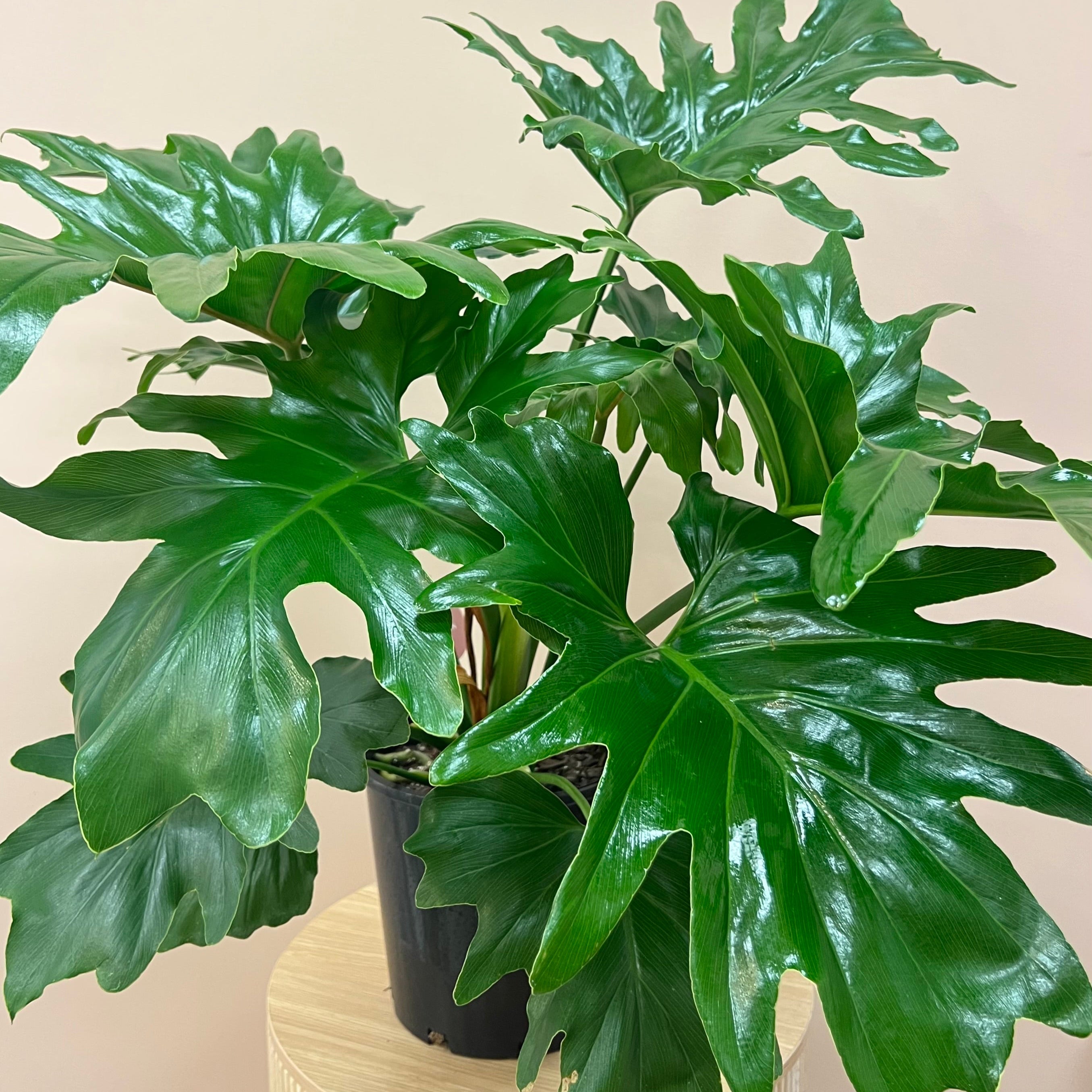 Selloum Philodendron