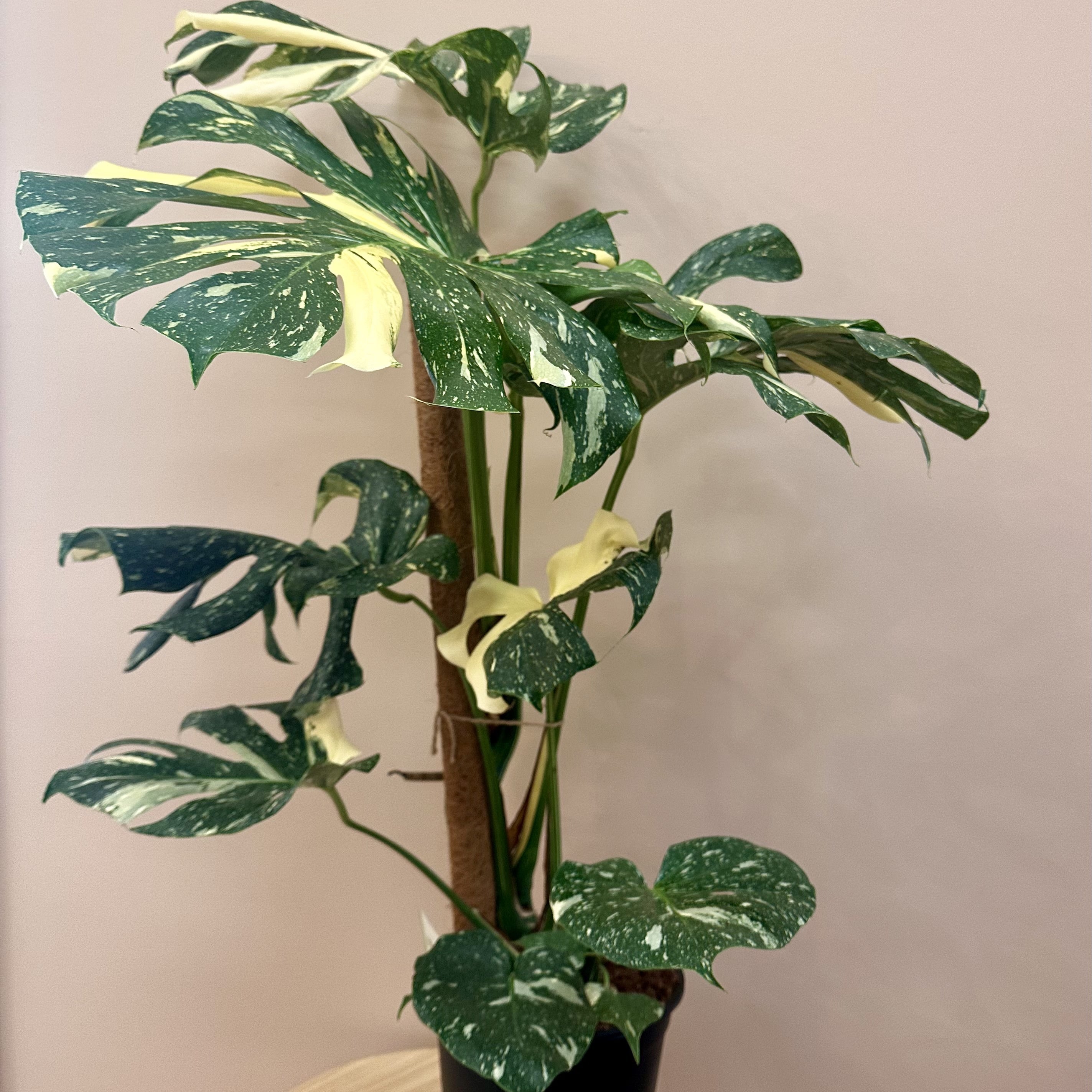 Monstera Thai Constellation