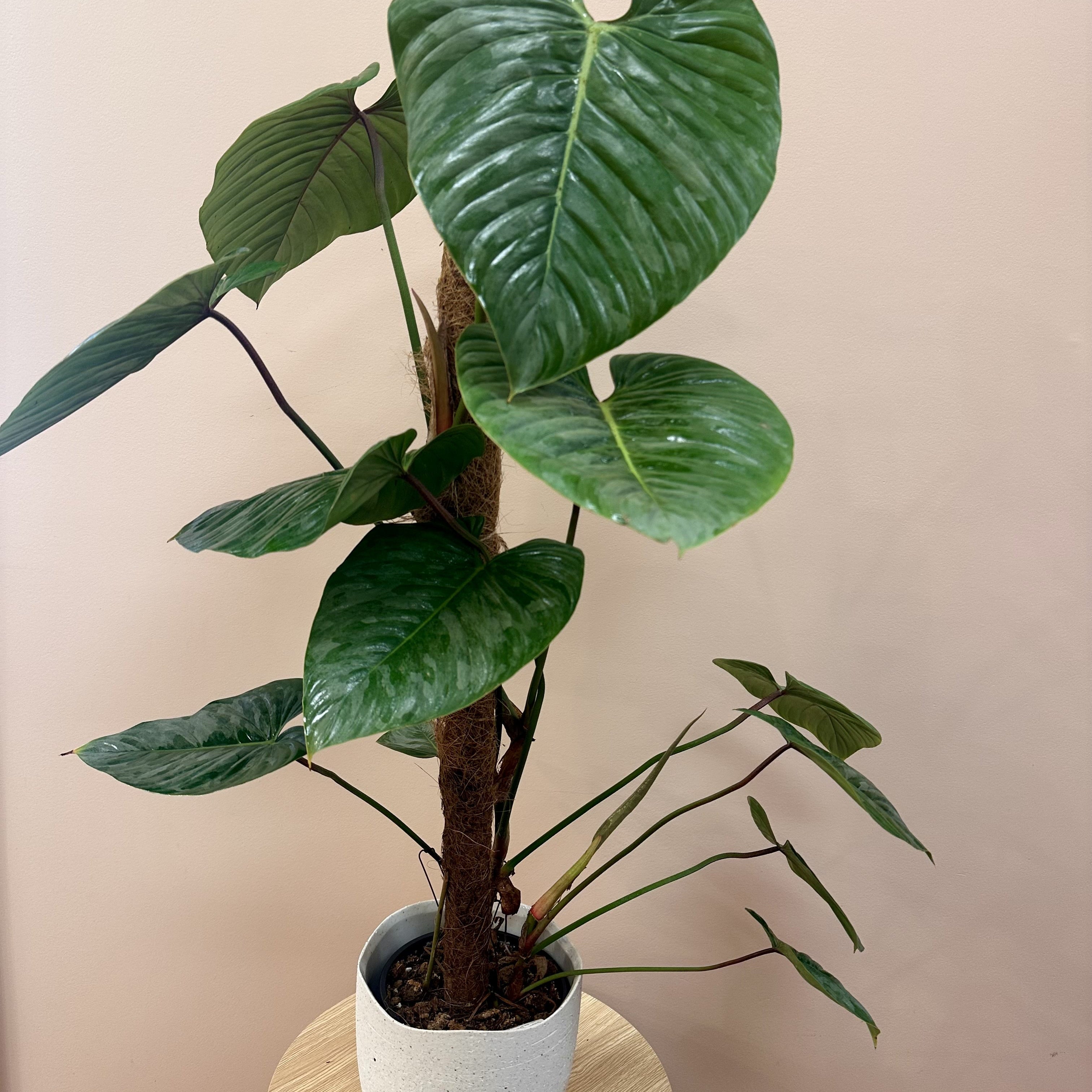 Philodendron Sodiroi