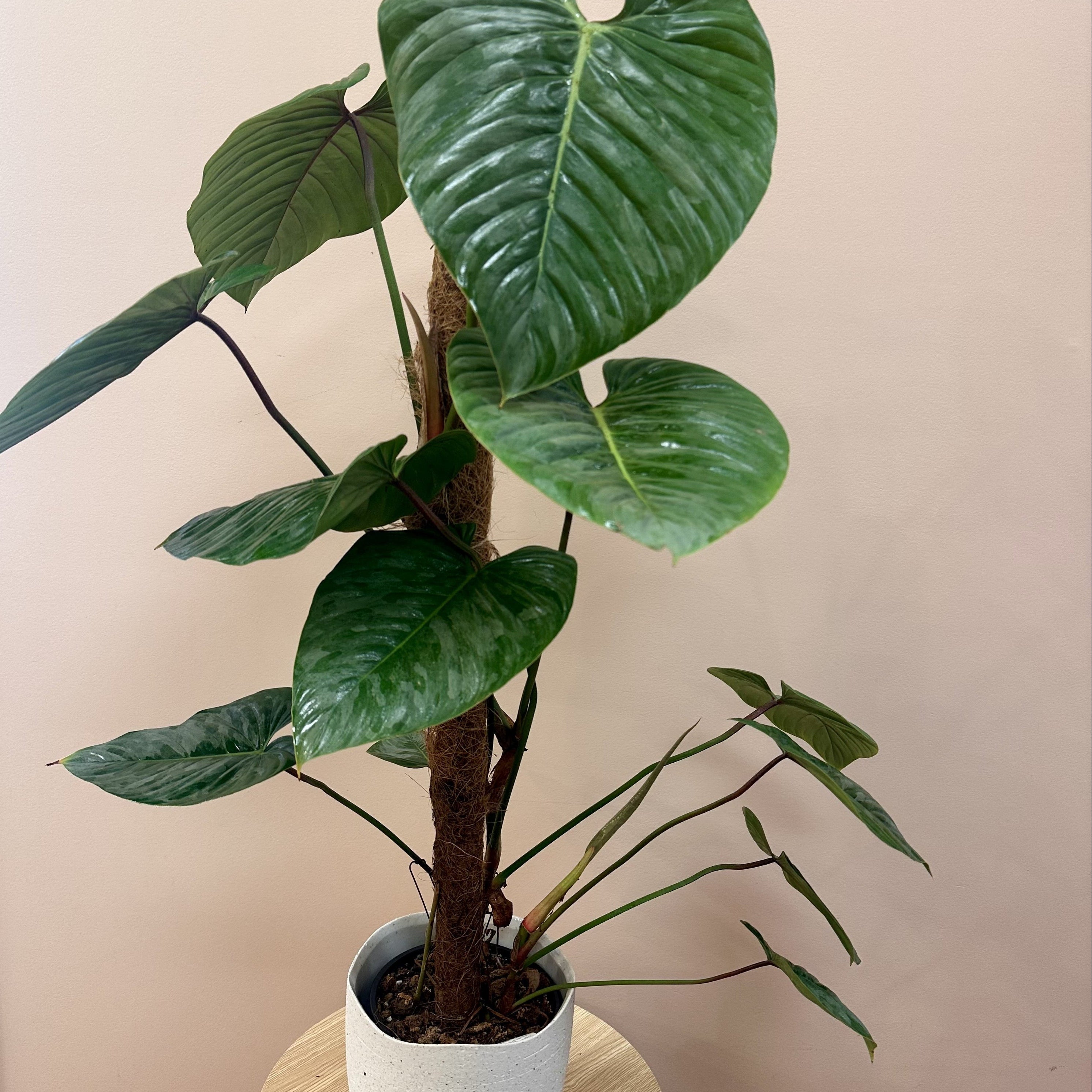 Philodendron Sodiroi