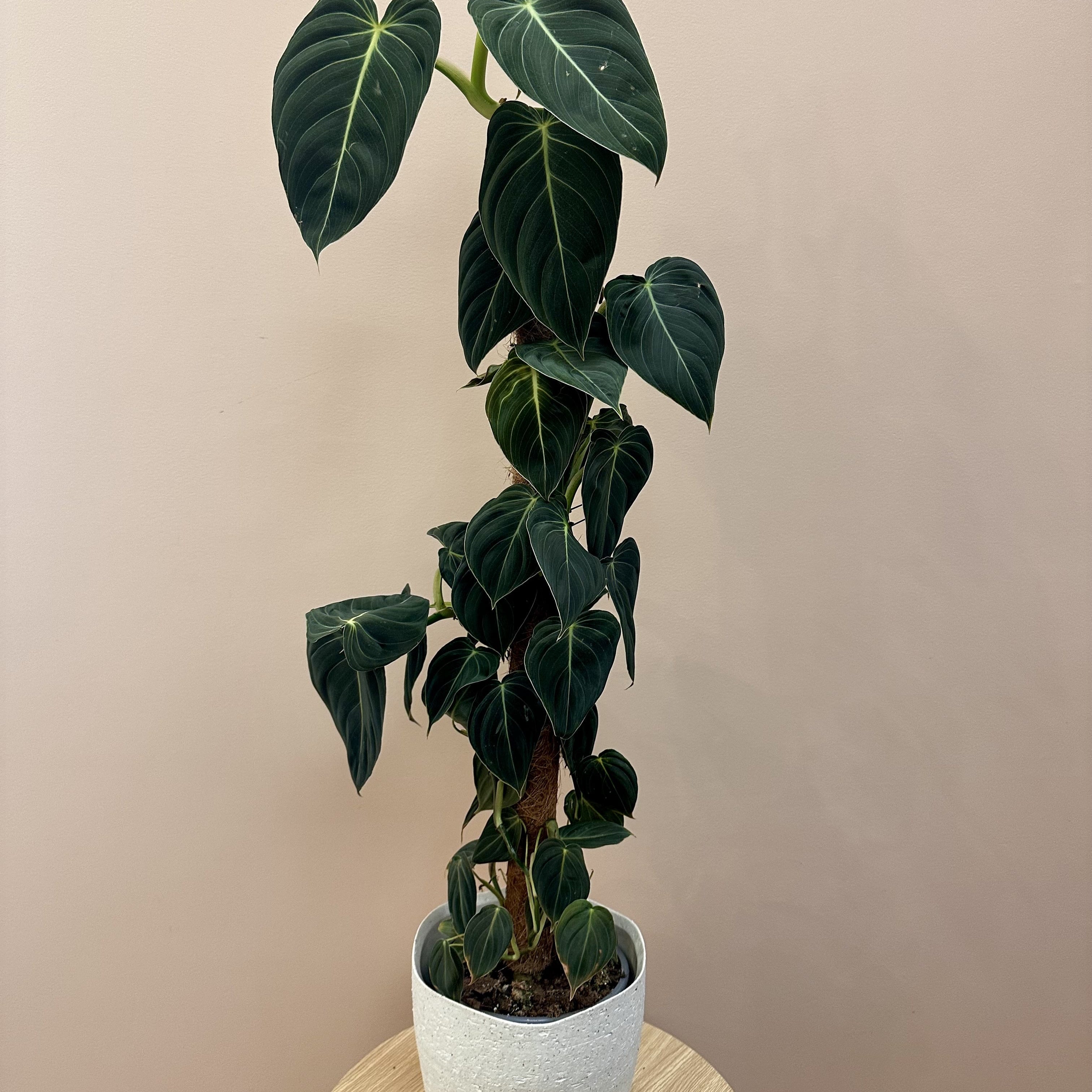 Philodendron Melanochrysum