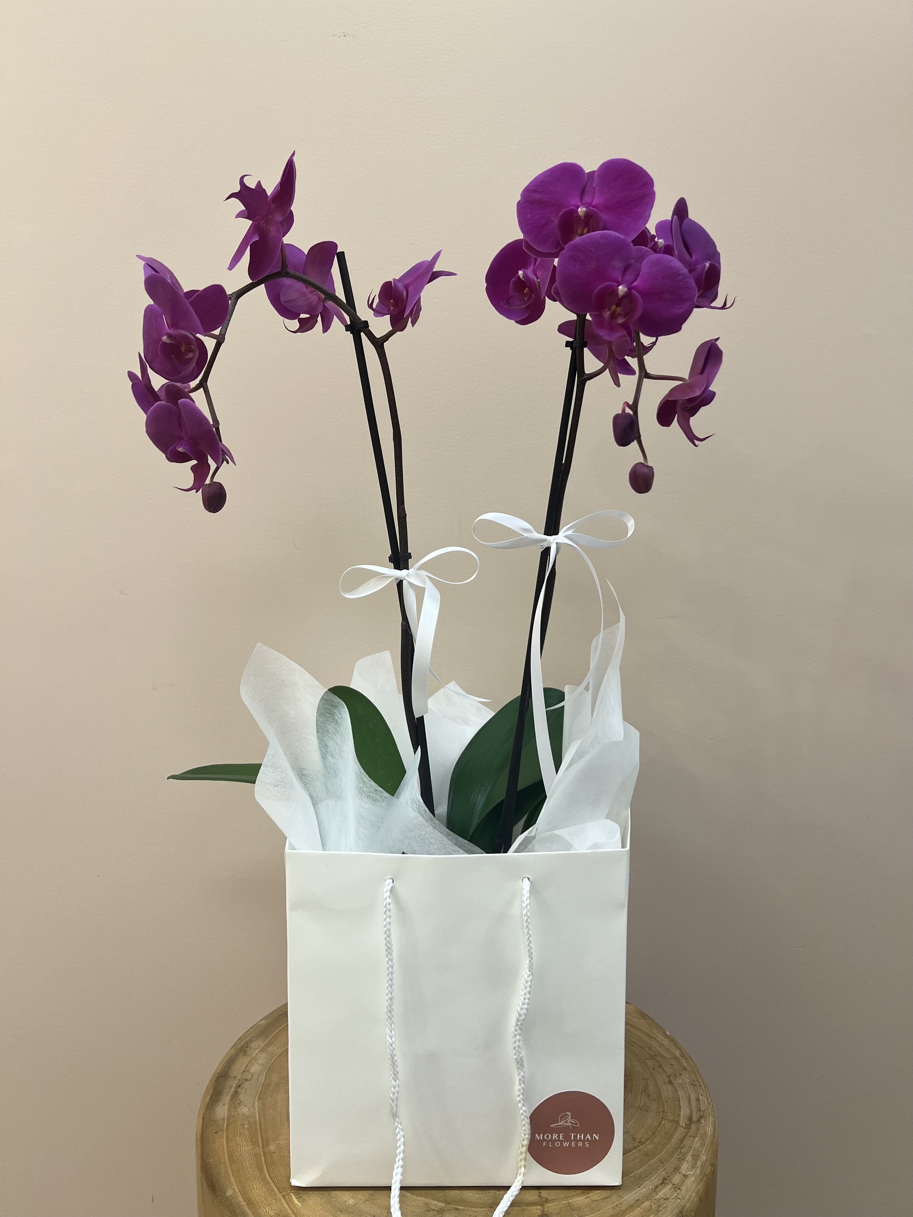 Purple Orchid in Gift Bag