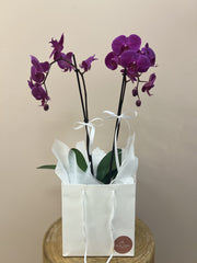 Purple Orchid in Gift Bag