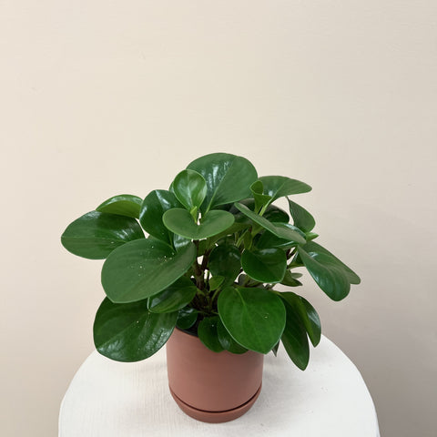 Peperomia Plant With Pot