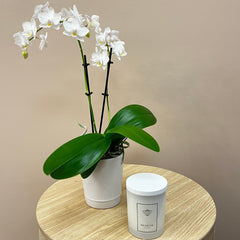 PRE-ORDER Classic Christmas White Trio