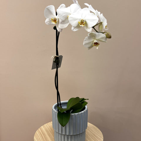 Potted Phalaenopsis
