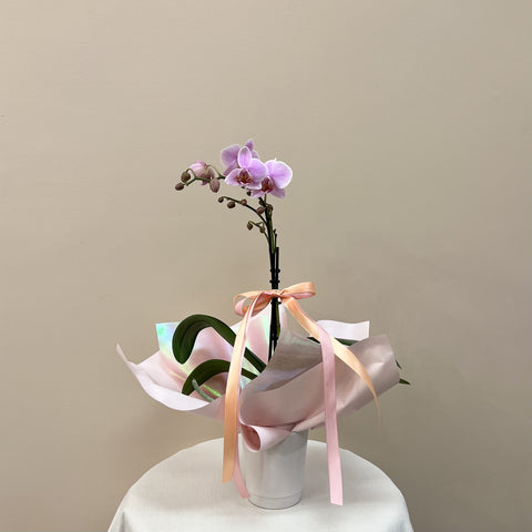 Mini Orchid In Pot