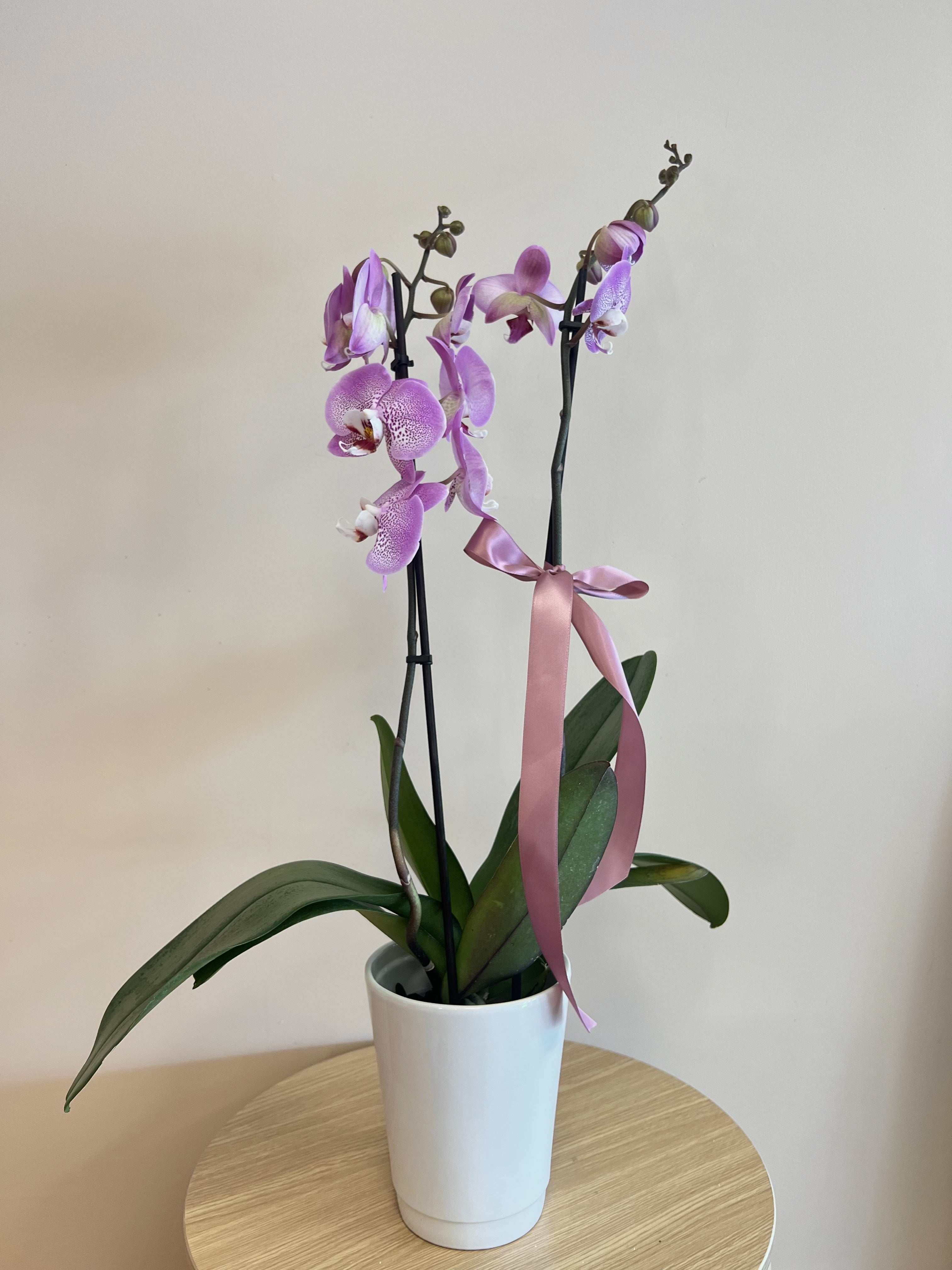 Purple Potted Orchid