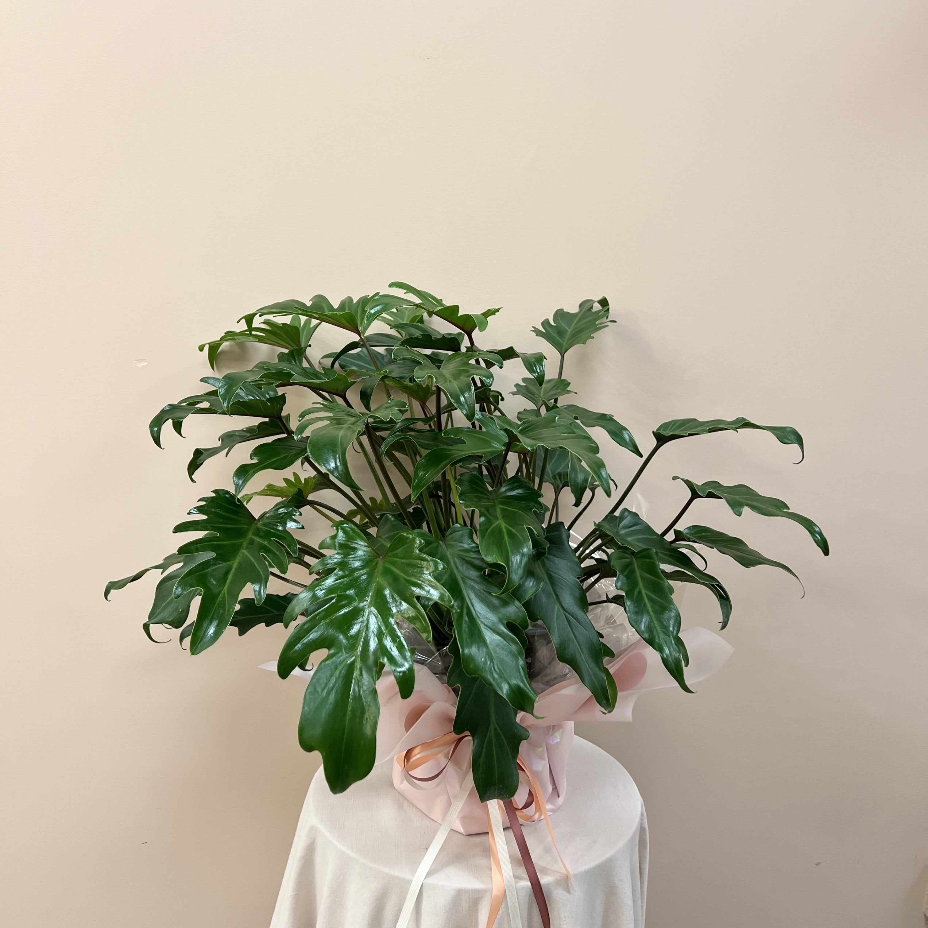 Philodendron Plant Gifted Wrapped