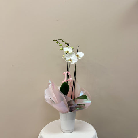 White Double Stemed Orchid In Pot