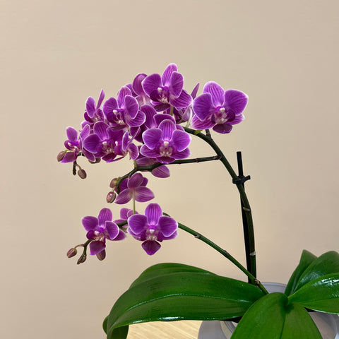 Mini Mauve Potted Orchids