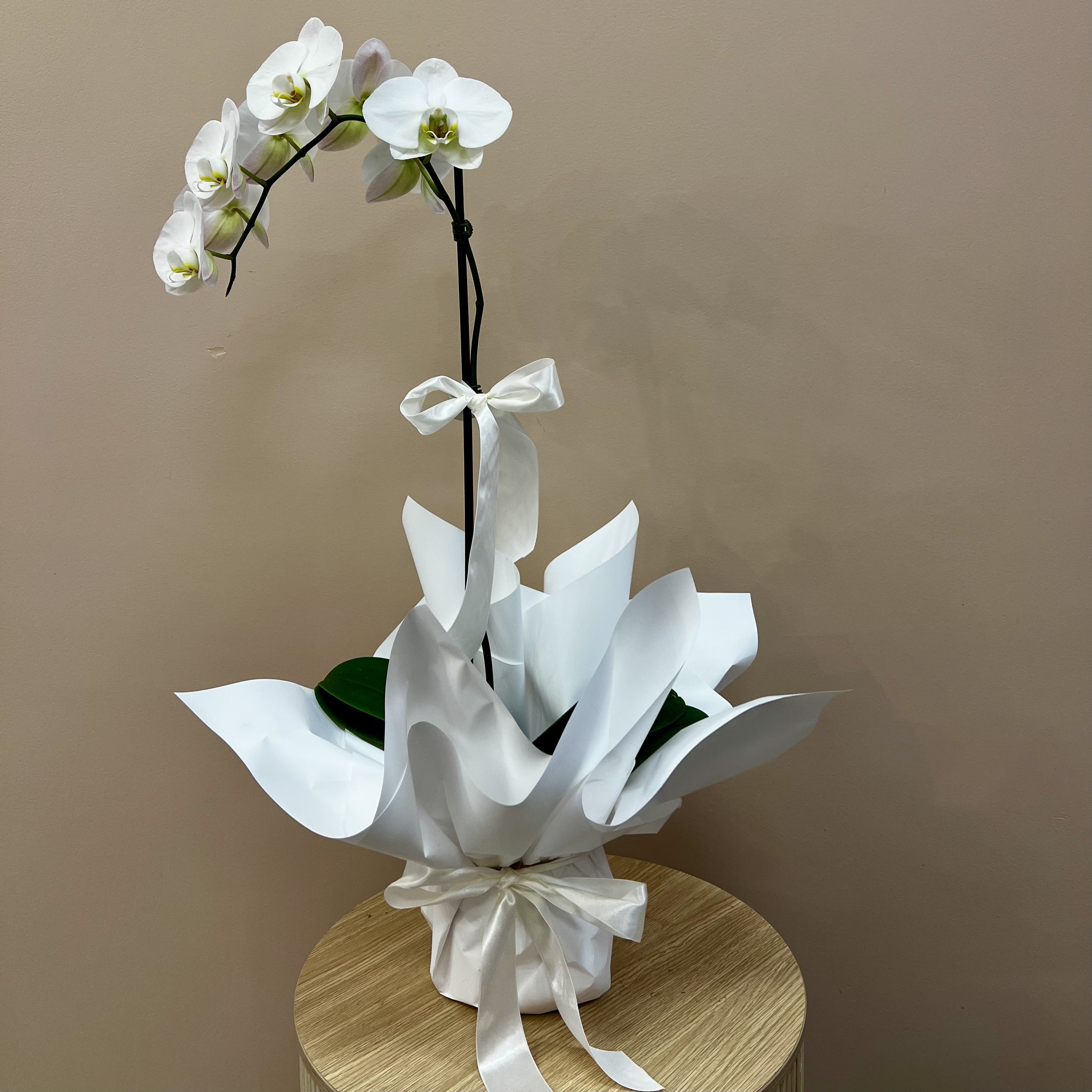 White Phalaenopsis Orchid