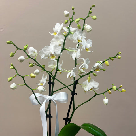 Mini White Potted Orchid