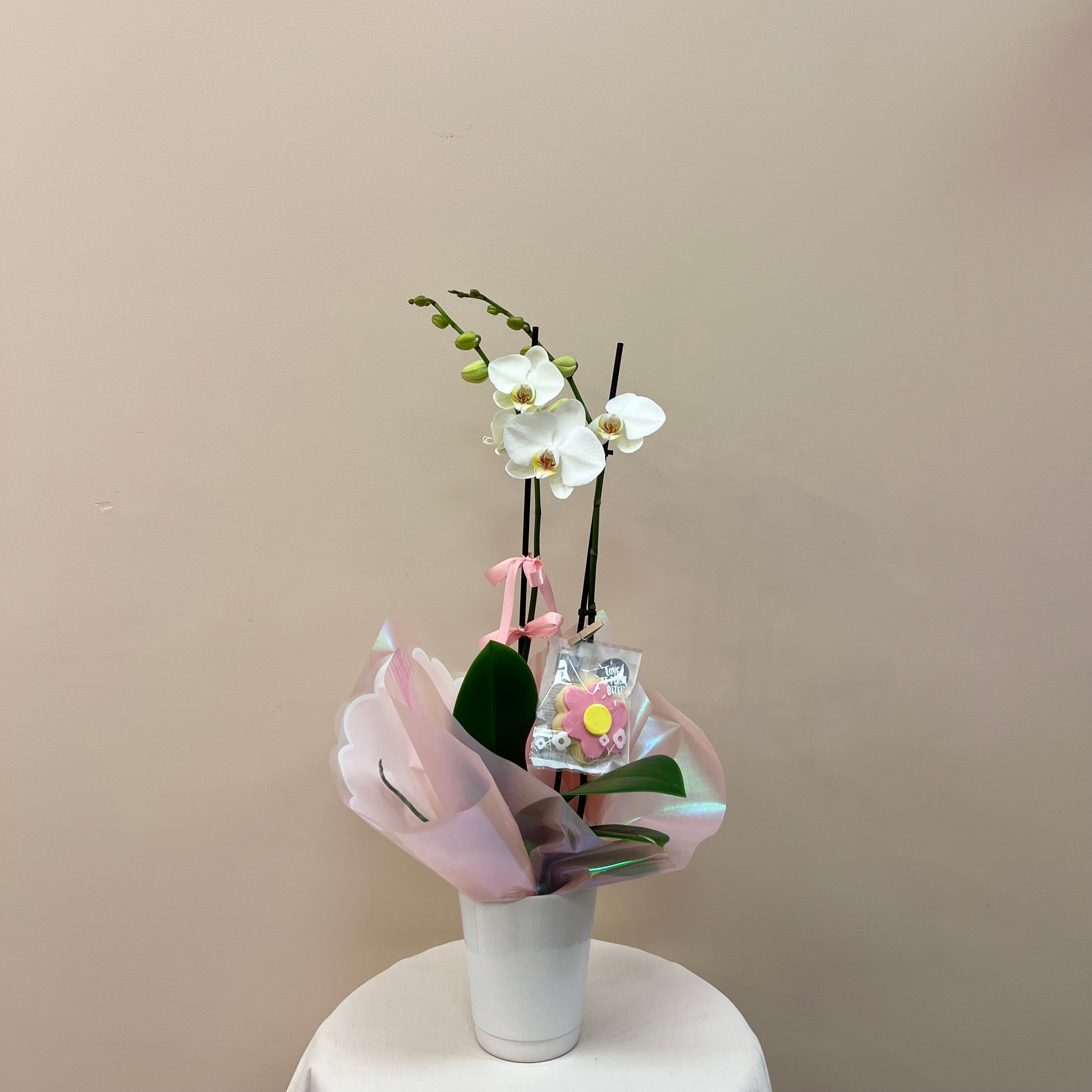White Double Stemed Orchid In Pot
