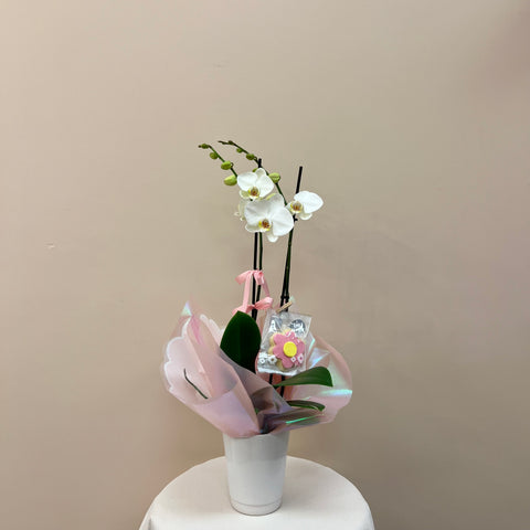White Double Stemed Orchid In Pot