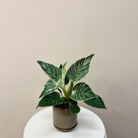 Birkin Plant With Pot