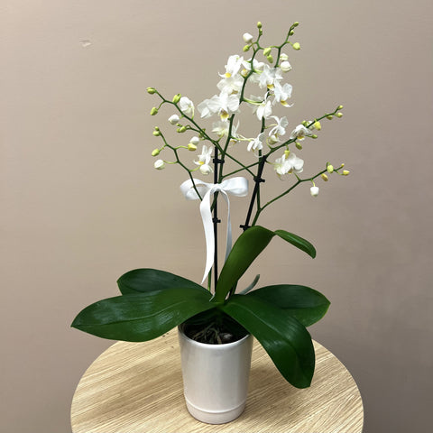 Mini White Potted Orchid