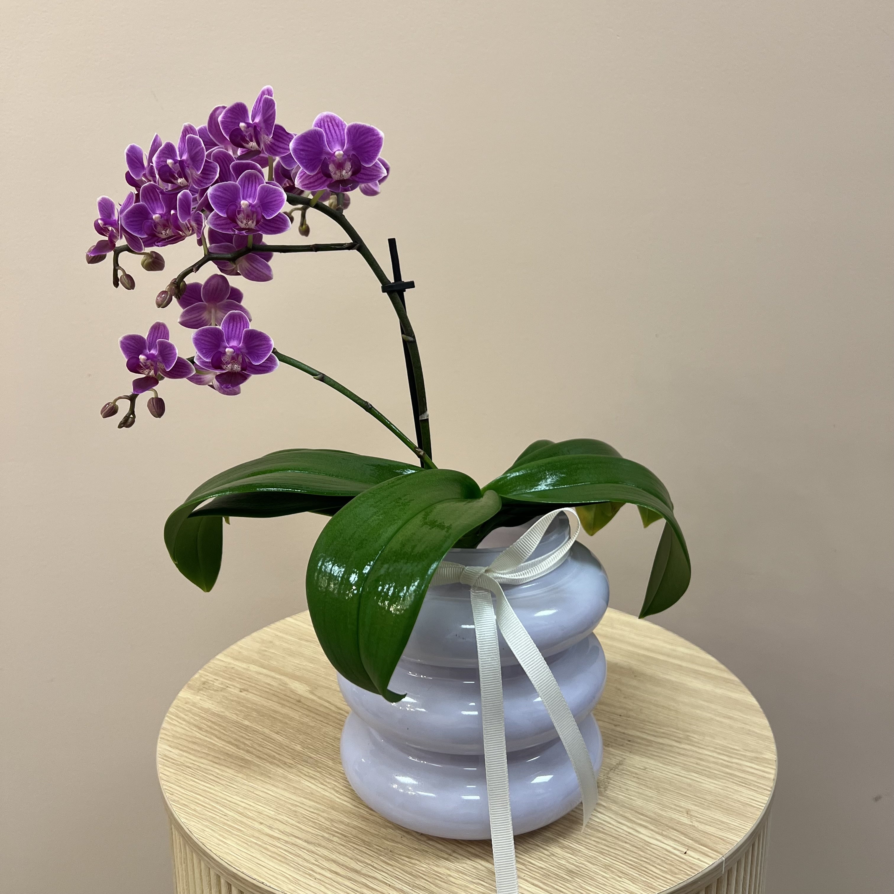 Mini Mauve Potted Orchids