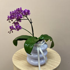 Mini Mauve Potted Orchids
