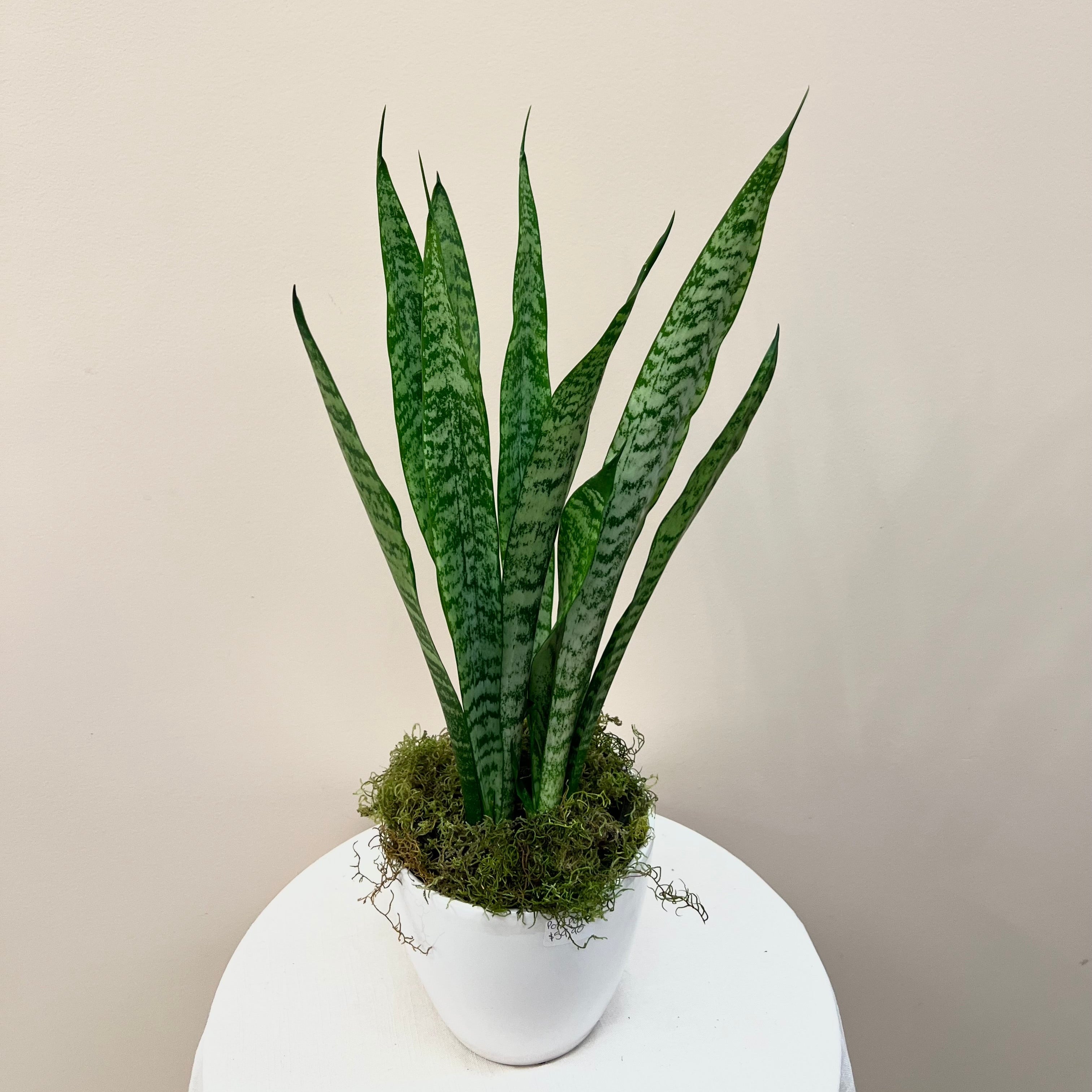 Snake Plant With Pot