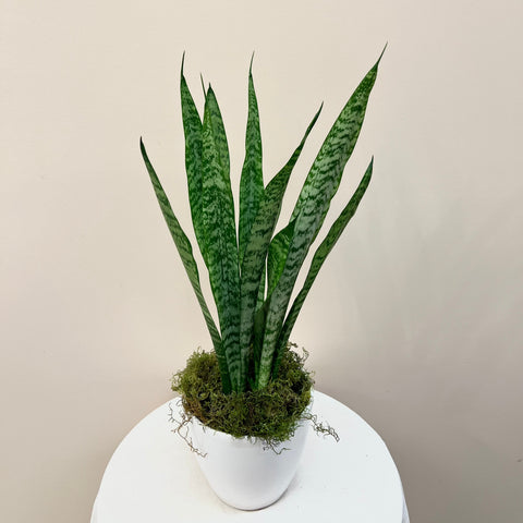 Snake Plant With Pot