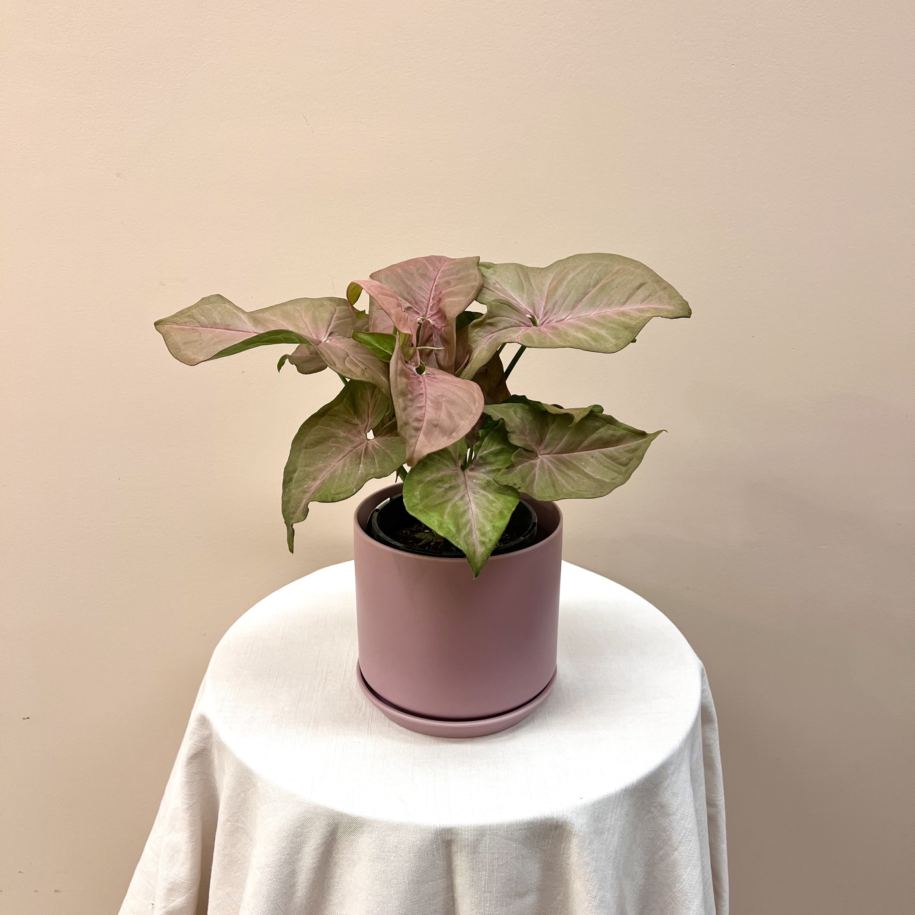 Pink Syngonium With Pot