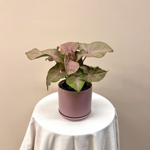 Pink Syngonium With Pot