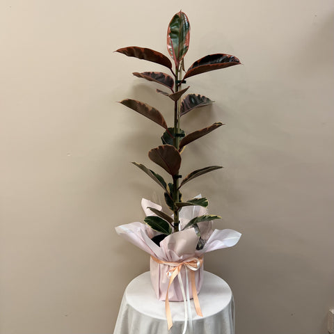 Ruby Ficus Gift Wrapped