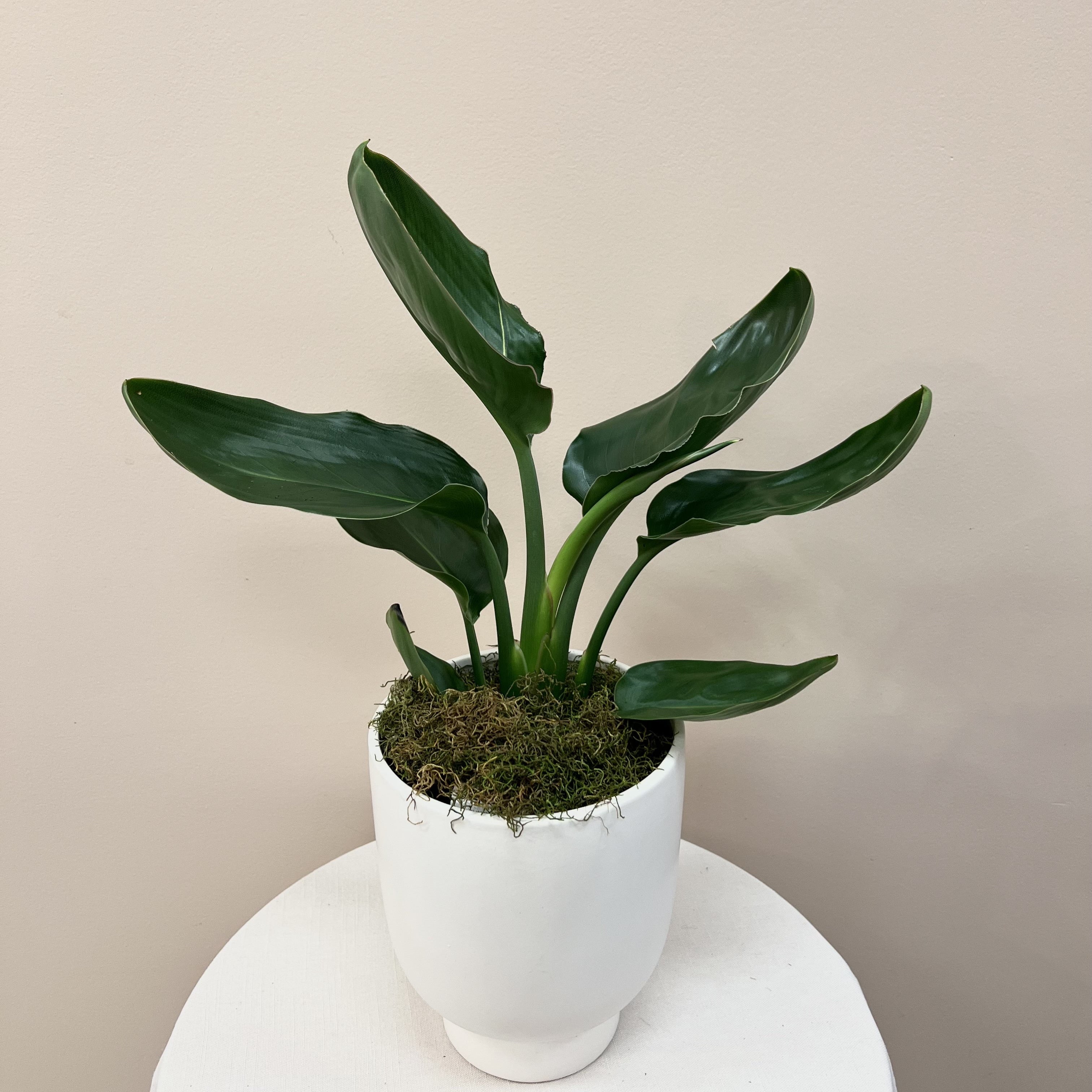 Strelitzia Plant With Pot