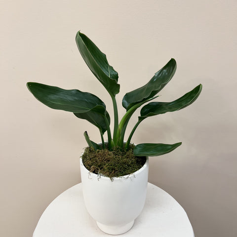 Strelitzia Plant With Pot