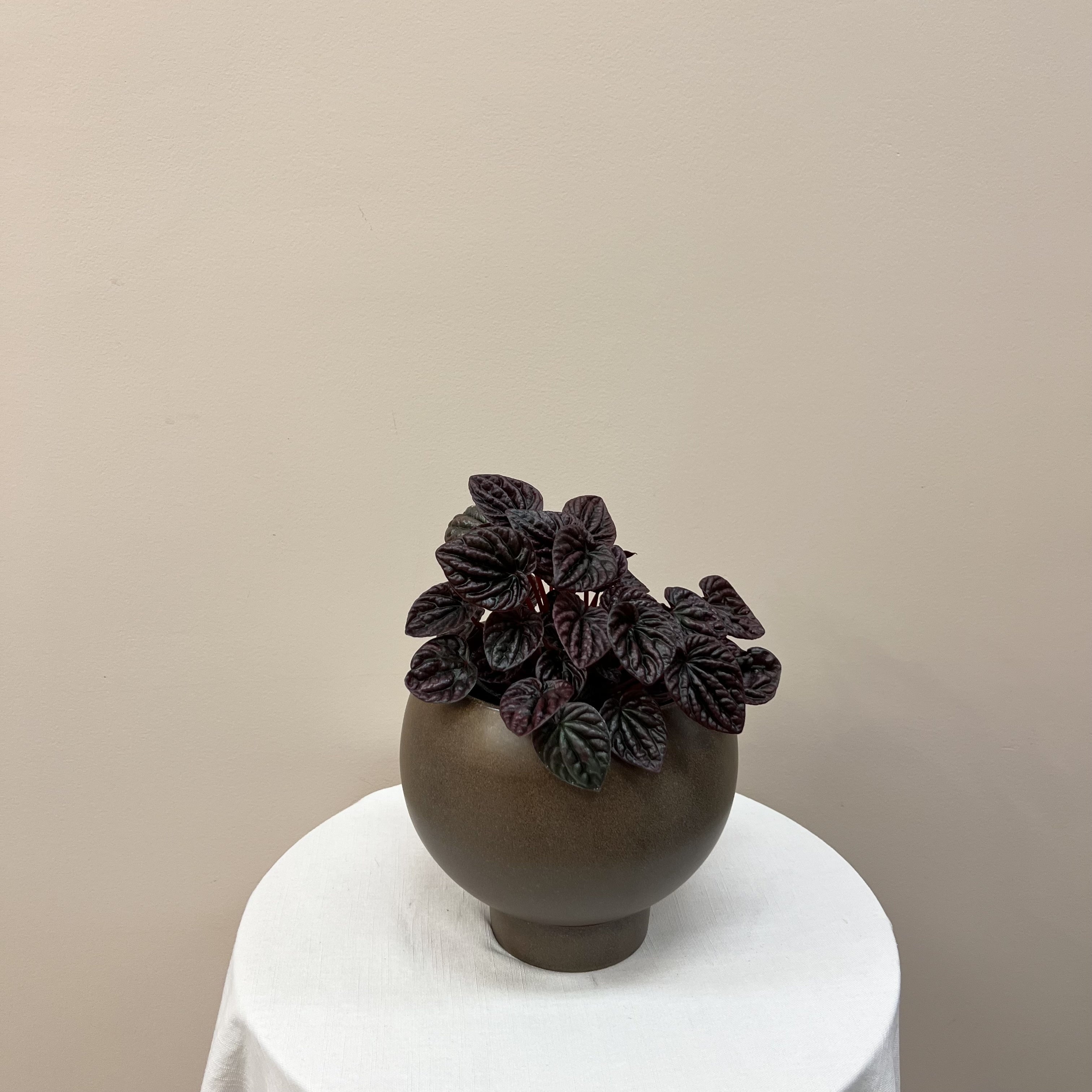 Chocolate Peperomia Plant With Pot