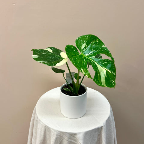 Monstera Thai Constellsation
