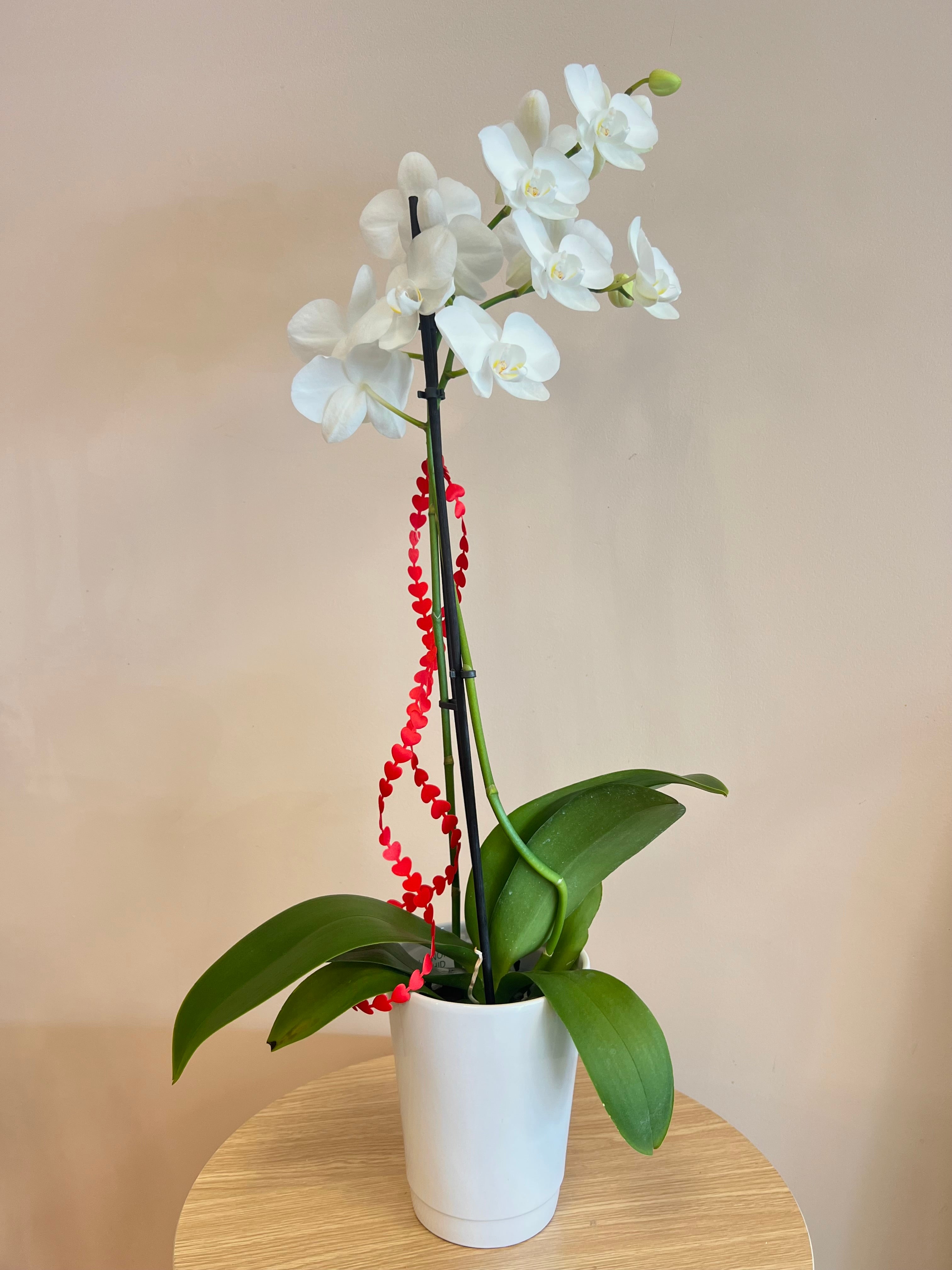 White Potted Orchid