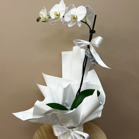 Gift Wrapped Orchid