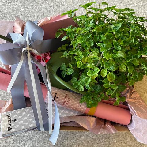 Green Goddess Gift Pack