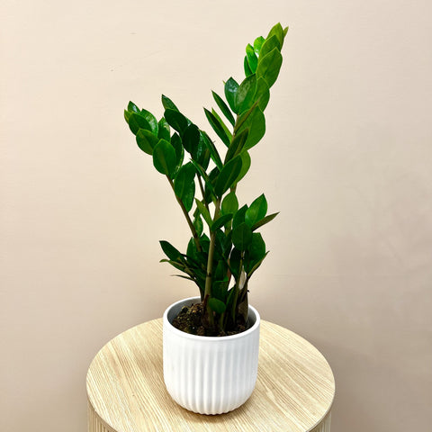 Zamioculcas Plant