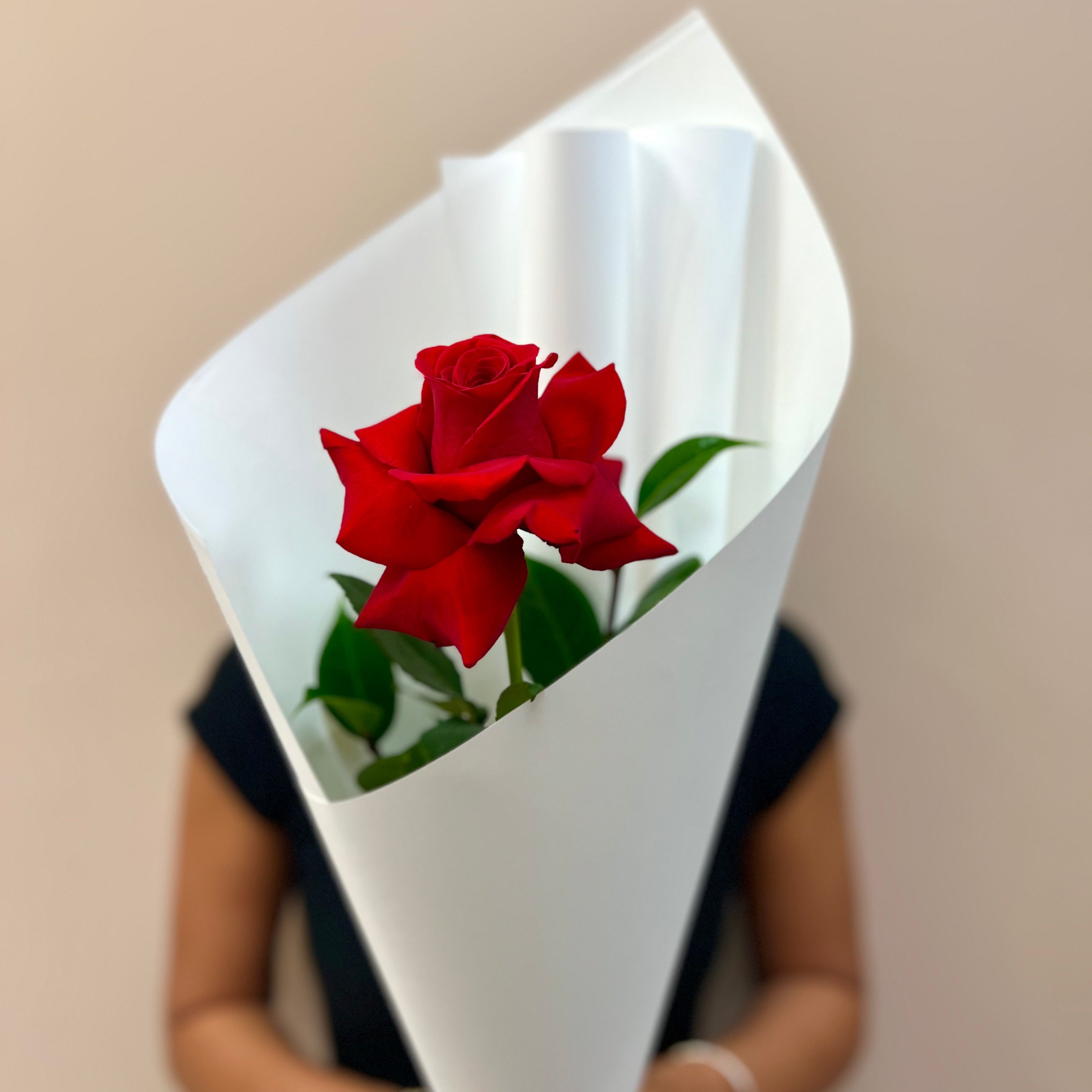 Single Premium Colombian Rose