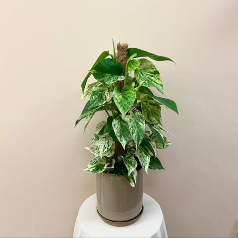 Marble Queen With Pot