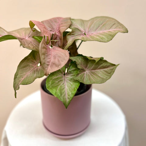 Pink Syngonium With Pot