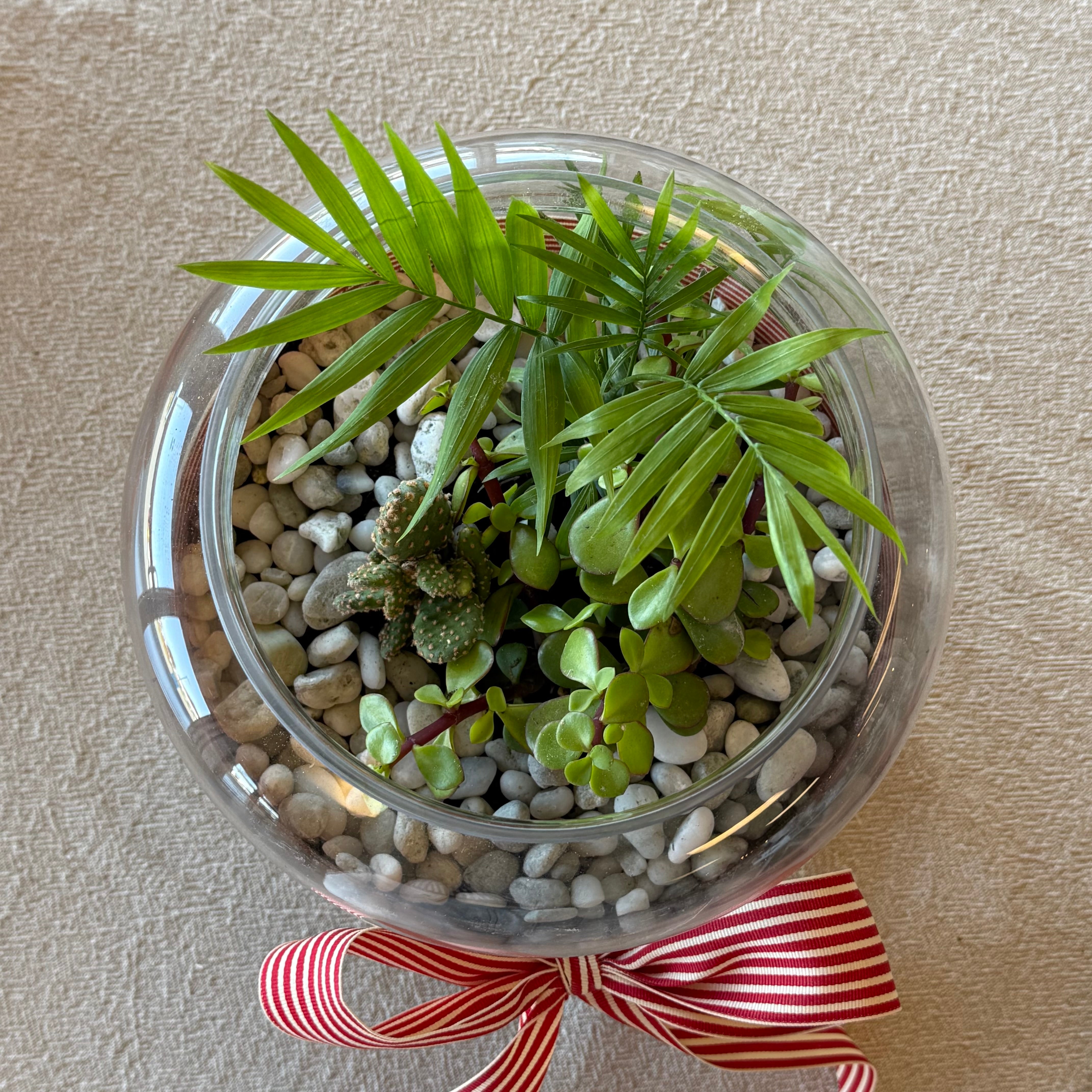 Plant Terrarium