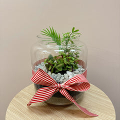 Plant Terrarium